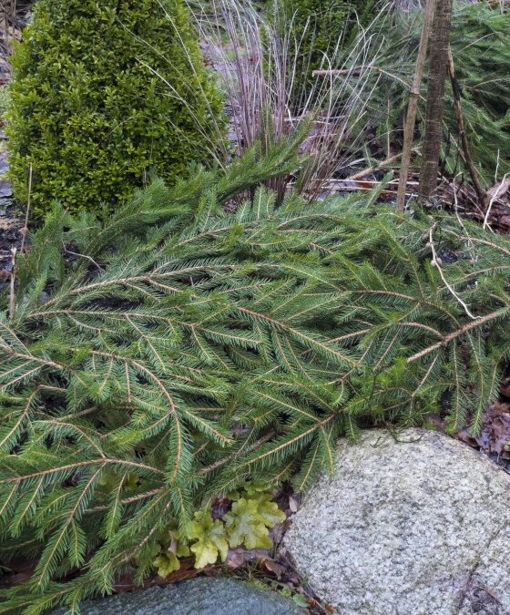 NÅ MÅ DU DEKKE DE SARTESTE PLANTENE!