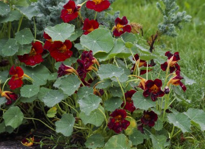 Hageprosjekt blomkarse21_