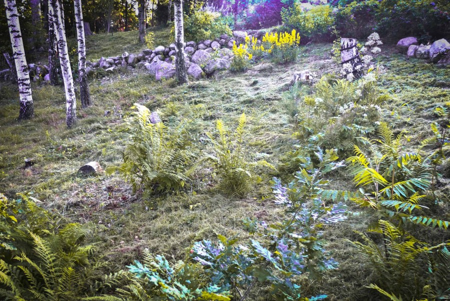 NYBEGYNNER MED HAGE, HVOR SKAL DU STARTE?