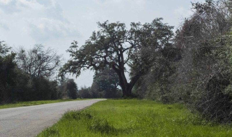 texas_trees20_