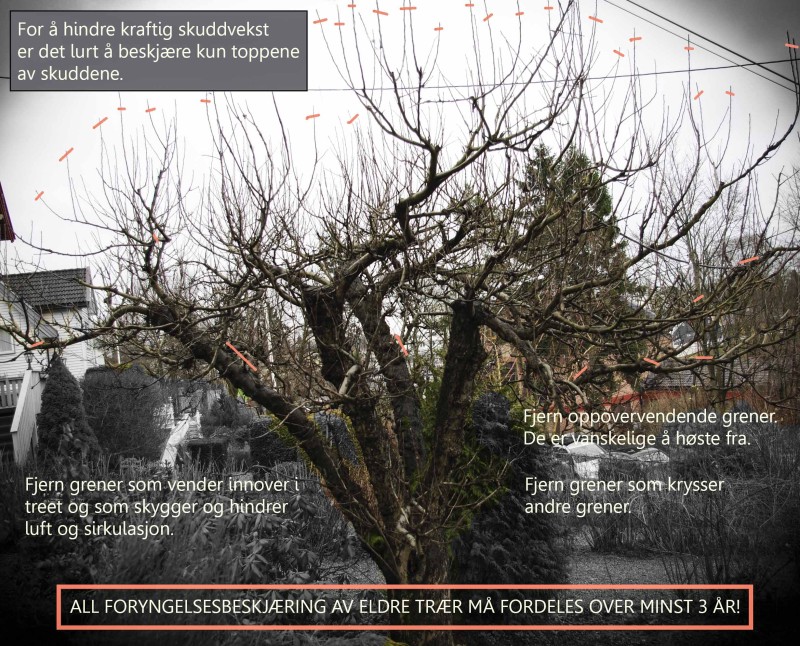 Beskjæring Frukttrær20_