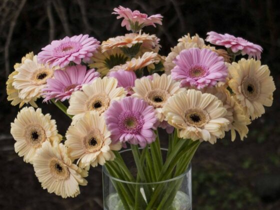 GERBERA