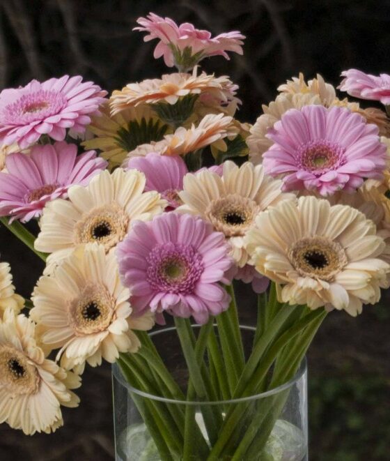 GERBERA