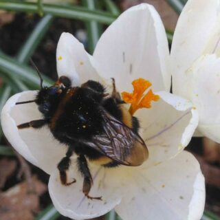 LØKBLOMSTER I POTTE