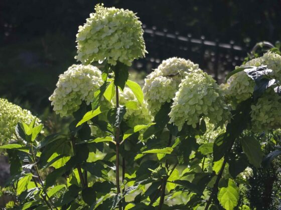 SLIK BESKJÆRER DU HORTENSIA OG SYRINHORTENSIA