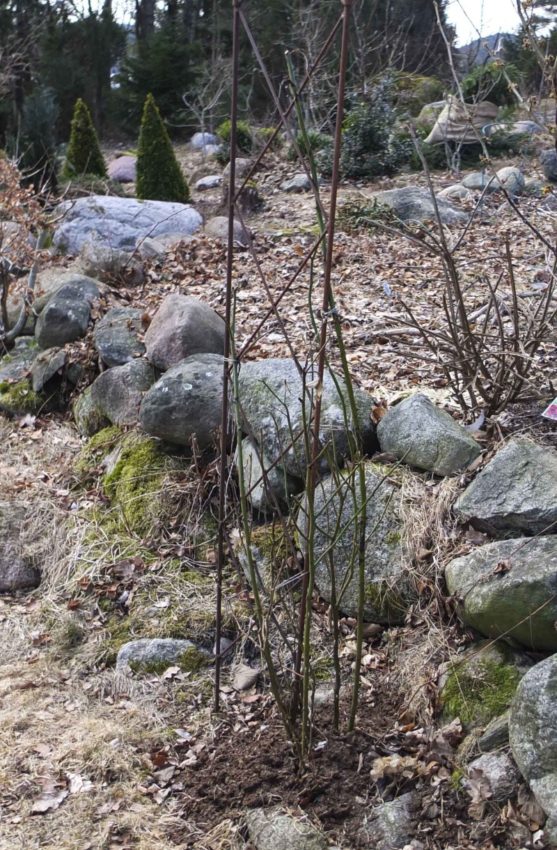 Rosa 'Schneewaltzer' Hva er klatreroser23_