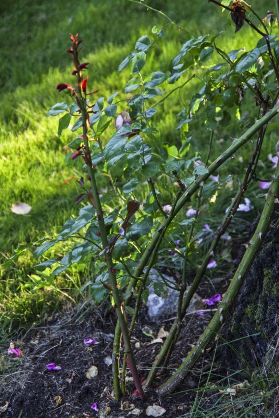 Årsskudd på den samme planten_26
