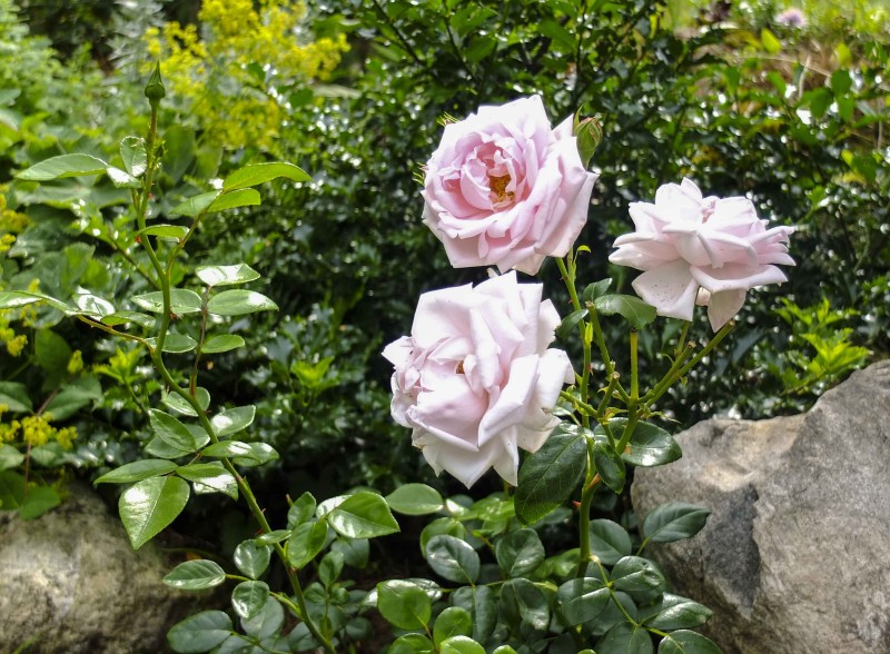 "New Dawn" er også en flott klatrerose. Blek rosa, med mørkegrønne sykdoms resistente blader.