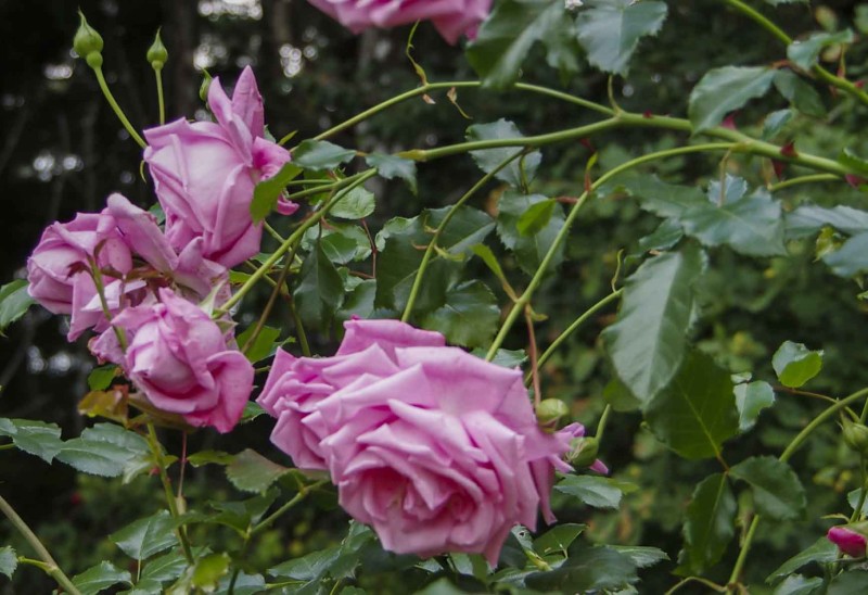 Hva er klatreroser "Coral Dawn" 24_
