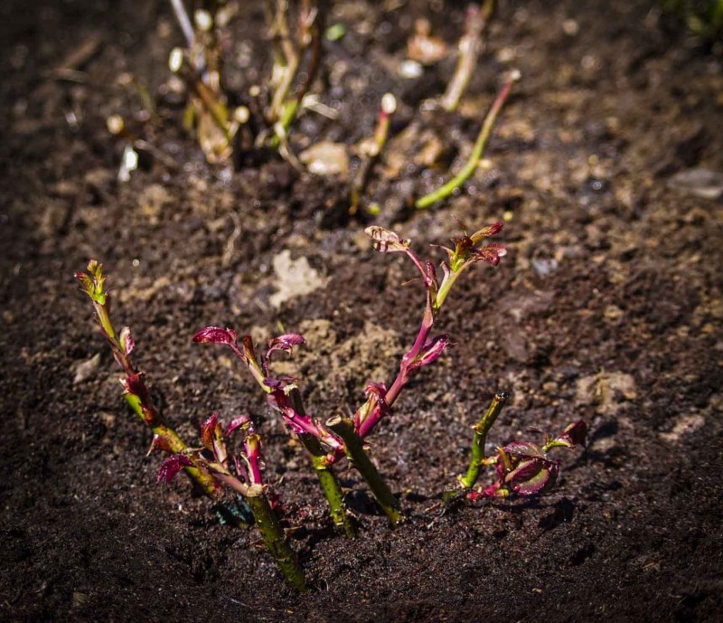 Nyplantet roseplante. Ikke glem at podestedet plantes ca 10 cm under jordoverflaten!