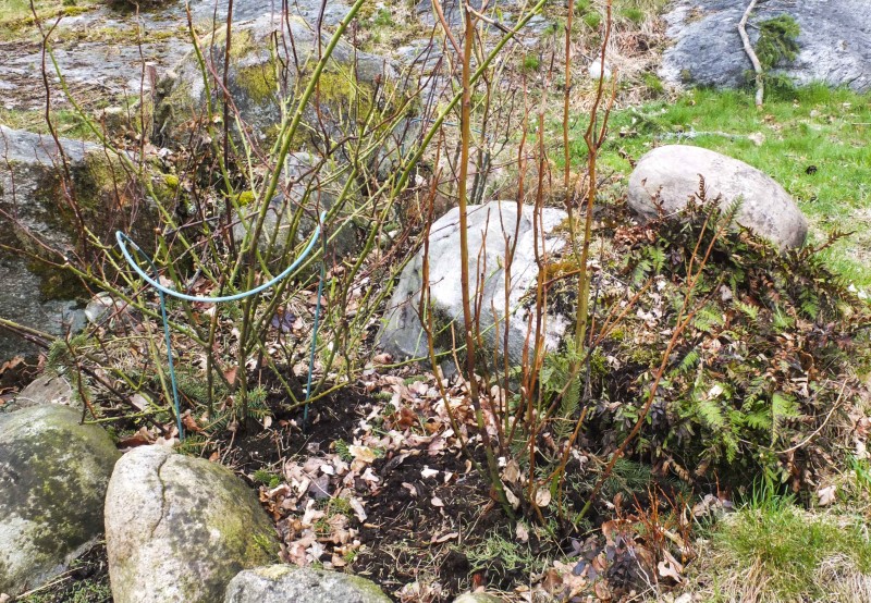 Lage rosebed 22_