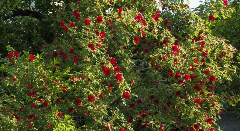 Lage rosebed 24_