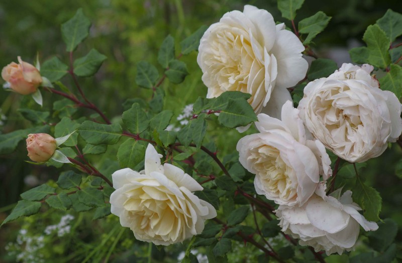 Noen rosetyper har veldig svake stilker i forhold til de store og tunge rosene de får. Som denne