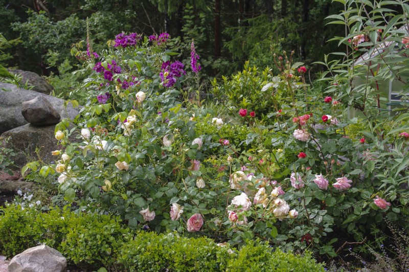 Lage rosebed 25_