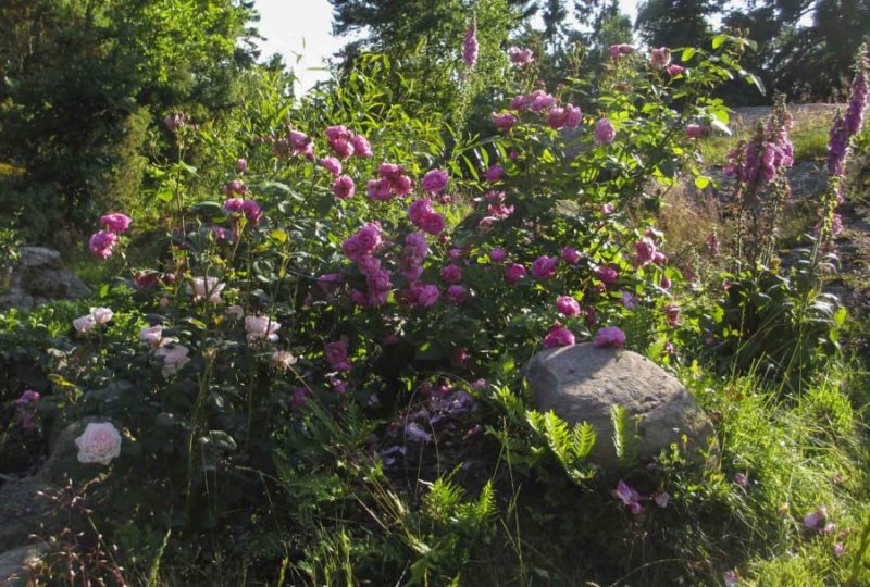 Lage rosebed 21_