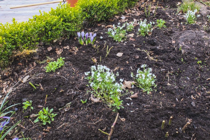 Lage rosebed 26_