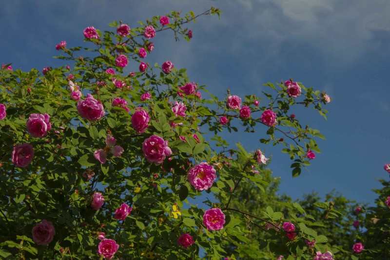 Hurdalsrosen tar mye plass_