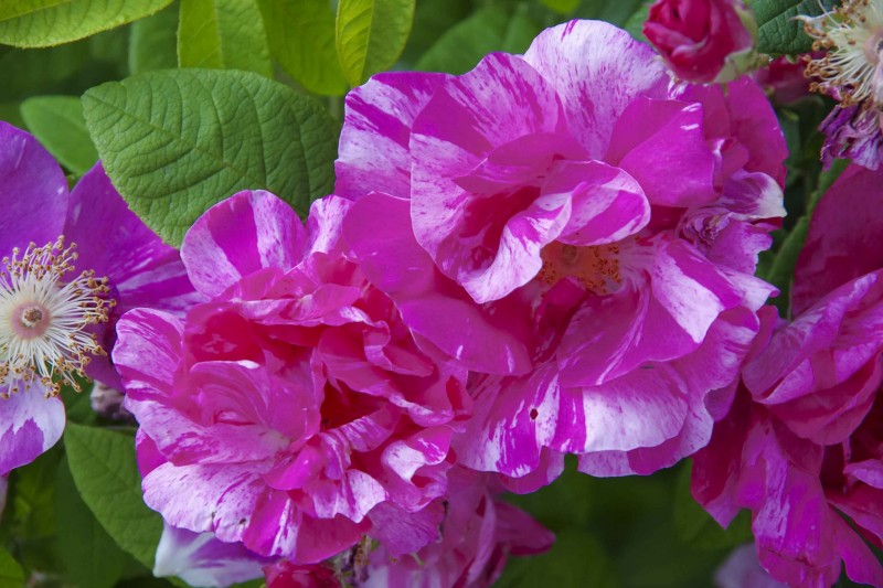 Rosa Mundi_