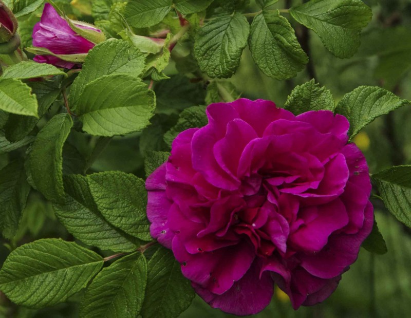 Rosa rugosa "Hansa" _