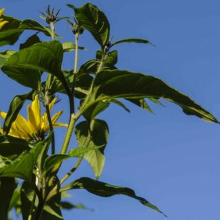 BLOMSTER TIL PÅSKEKRUKKEN