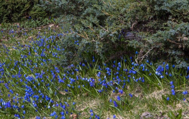 Blomstrer Scilla_