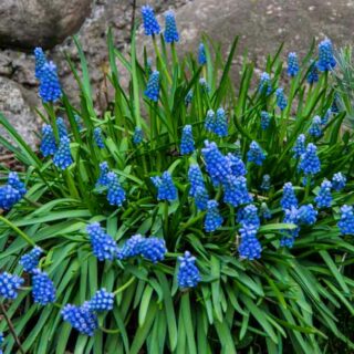 TID FOR Å BESKJÆRE LAVENDEL