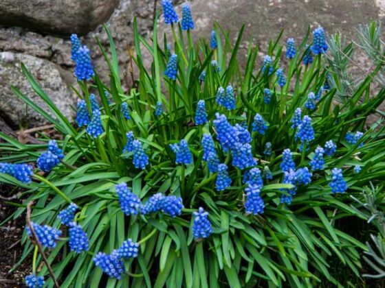 LØKBLOMSTENE SOM BLOMSTRET INNE, FLYTTER DU DE UT?