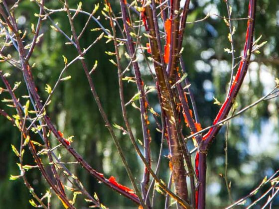 PRUNUS SERRULA