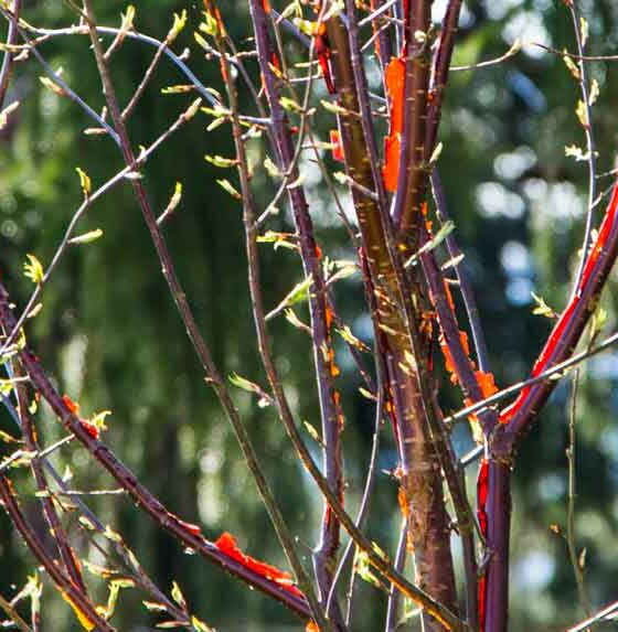 PRUNUS SERRULA