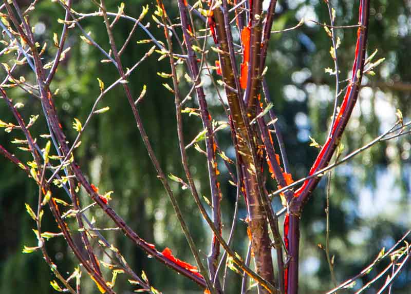 PRUNUS SERRULA