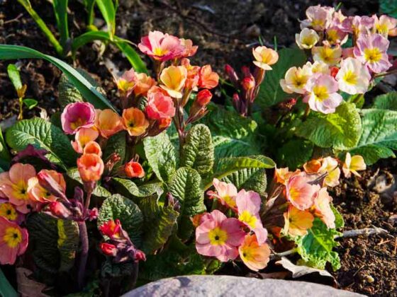 GJENBRUK AV PLANTER