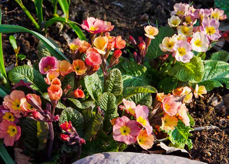 GJENBRUK AV PLANTER