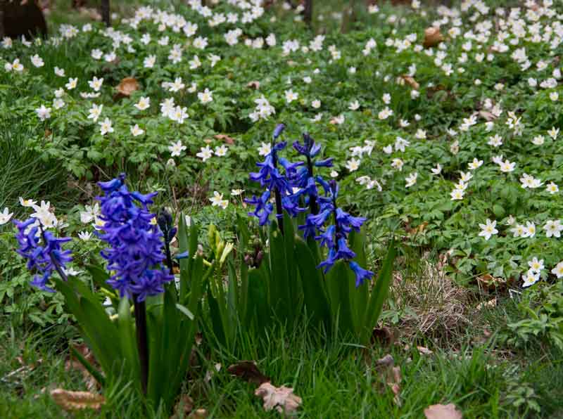Uteplante inneknoller_