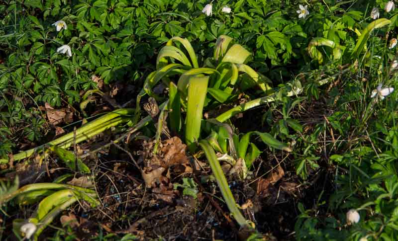 Uteplante inneknoller1_