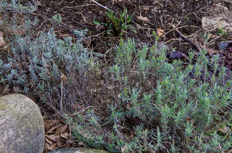 lavender_how_to_cut_1_