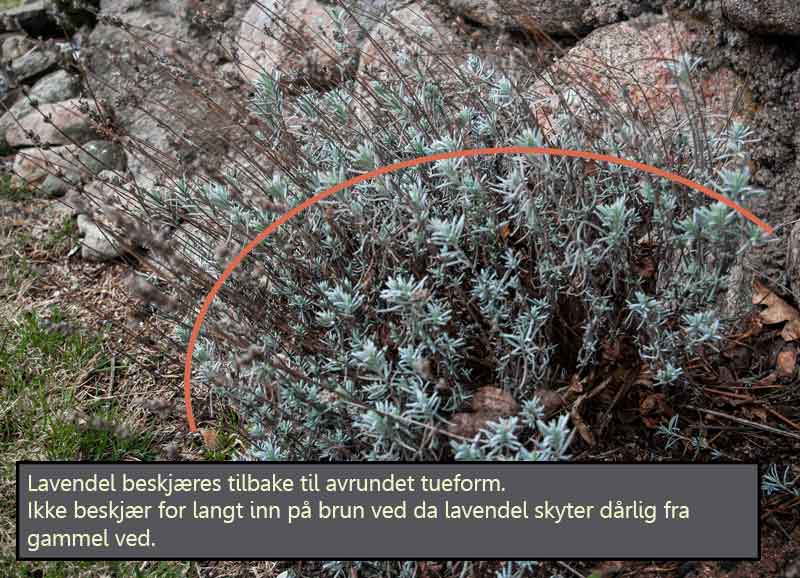 lavender_how_to_cut_5_