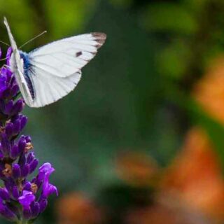 LØKBLOMSTENE SOM BLOMSTRET INNE, FLYTTER DU DE UT?