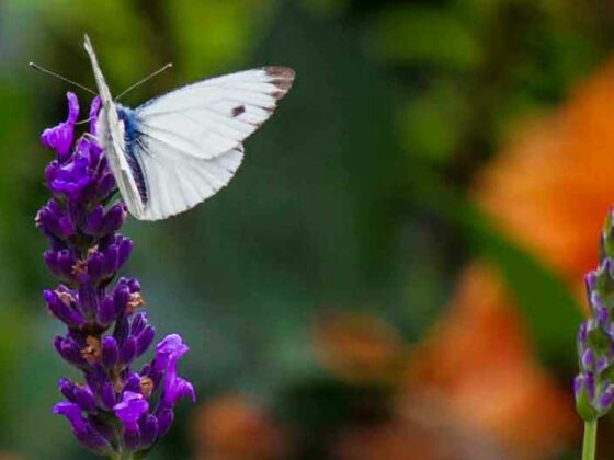 TID FOR Å BESKJÆRE LAVENDEL