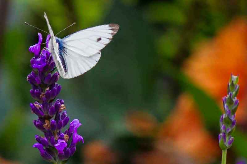 TID FOR Å BESKJÆRE LAVENDEL