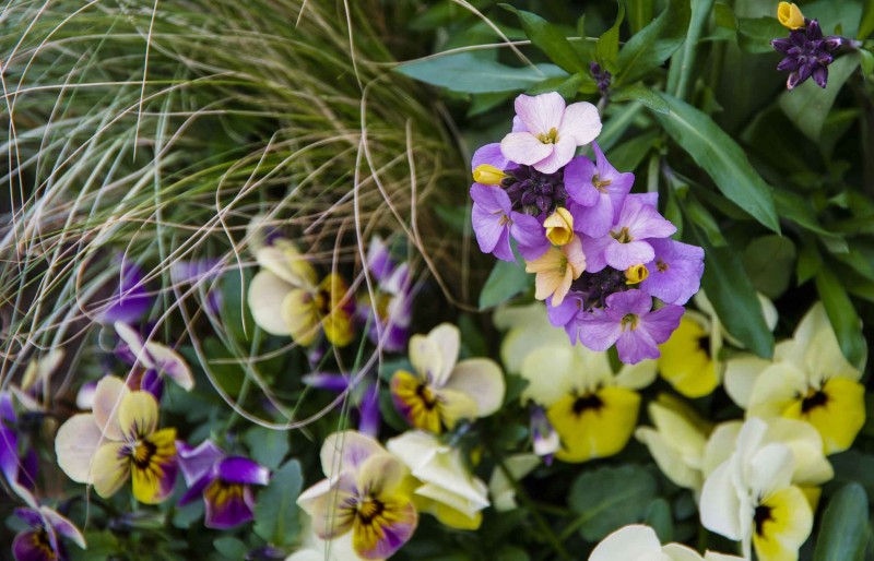 Stemorsblomster ipaaskekrukke_