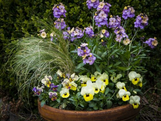 BLOMSTER TIL PÅSKEKRUKKEN