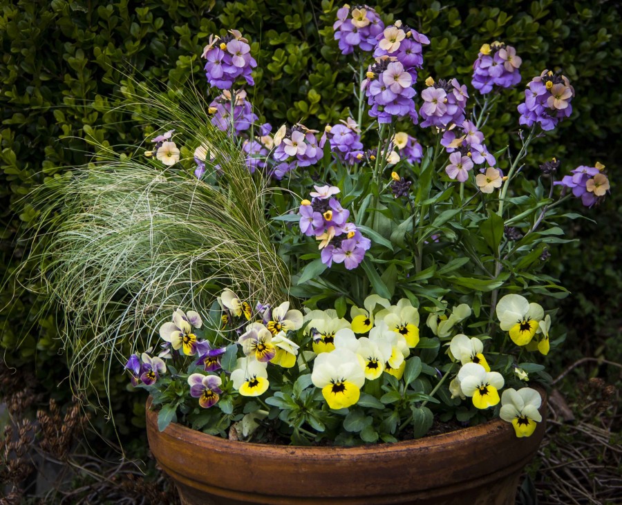 BLOMSTER TIL PÅSKEKRUKKEN