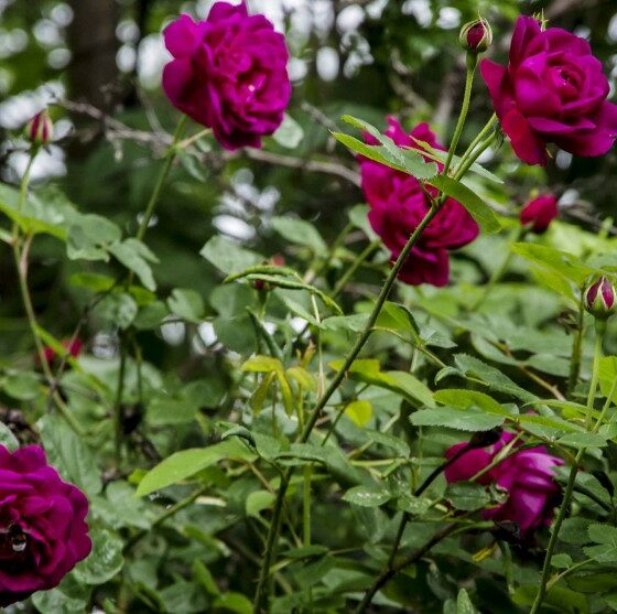 SLIK STELLER DU ROSENE DINE GJENNOM ÅRET