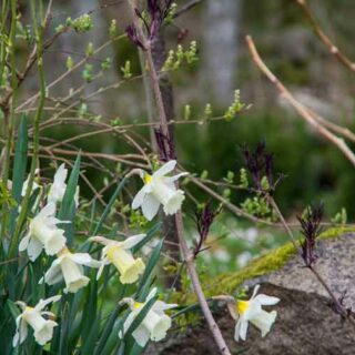 PRUNUS SERRULA