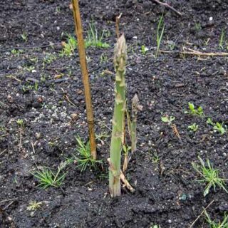 SLIK PLANTER DU PURRE