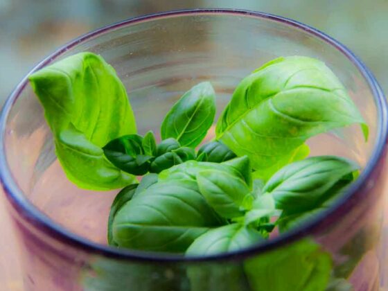 ONE REALLY GOOD REASON TO GROW YOUR OWN BASIL HERE IN TEXAS