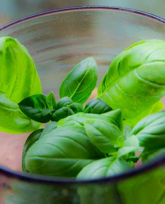 ONE REALLY GOOD REASON TO GROW YOUR OWN BASIL HERE IN TEXAS