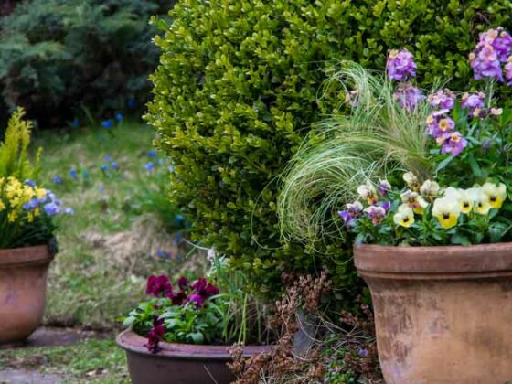 BLOMSTER I KRUKKE