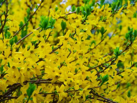 BESKJÆRING AV FORSYTHIA