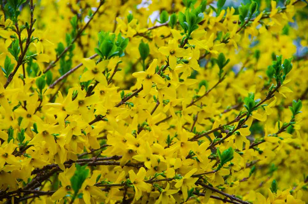 BESKJÆRING AV FORSYTHIA